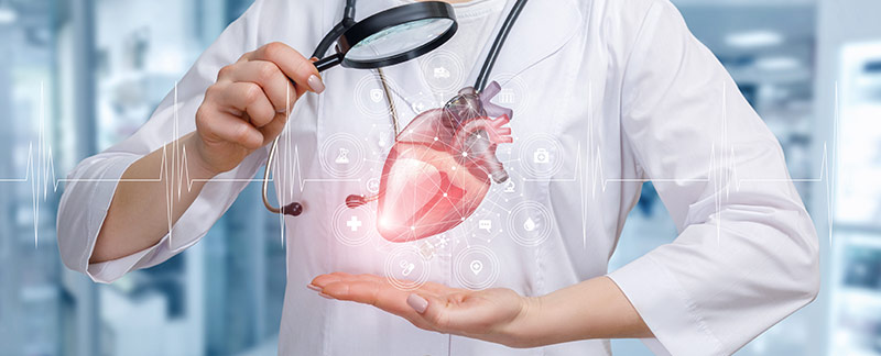 Image représentant un coeur humain étudié par un scientifique