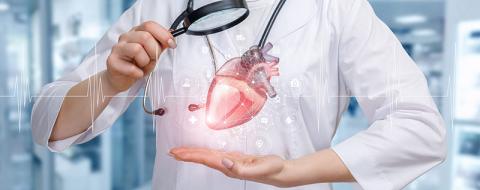 Image représentant un coeur humain étudié par un scientifique